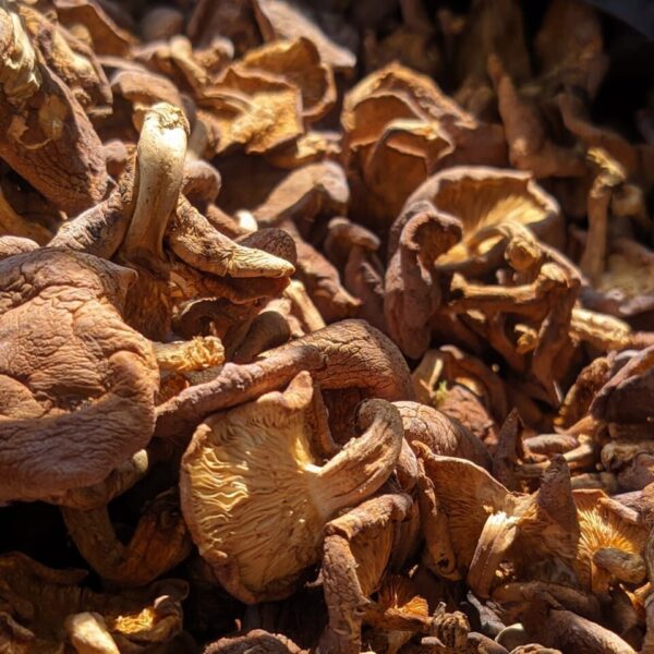 Dried Mushroom