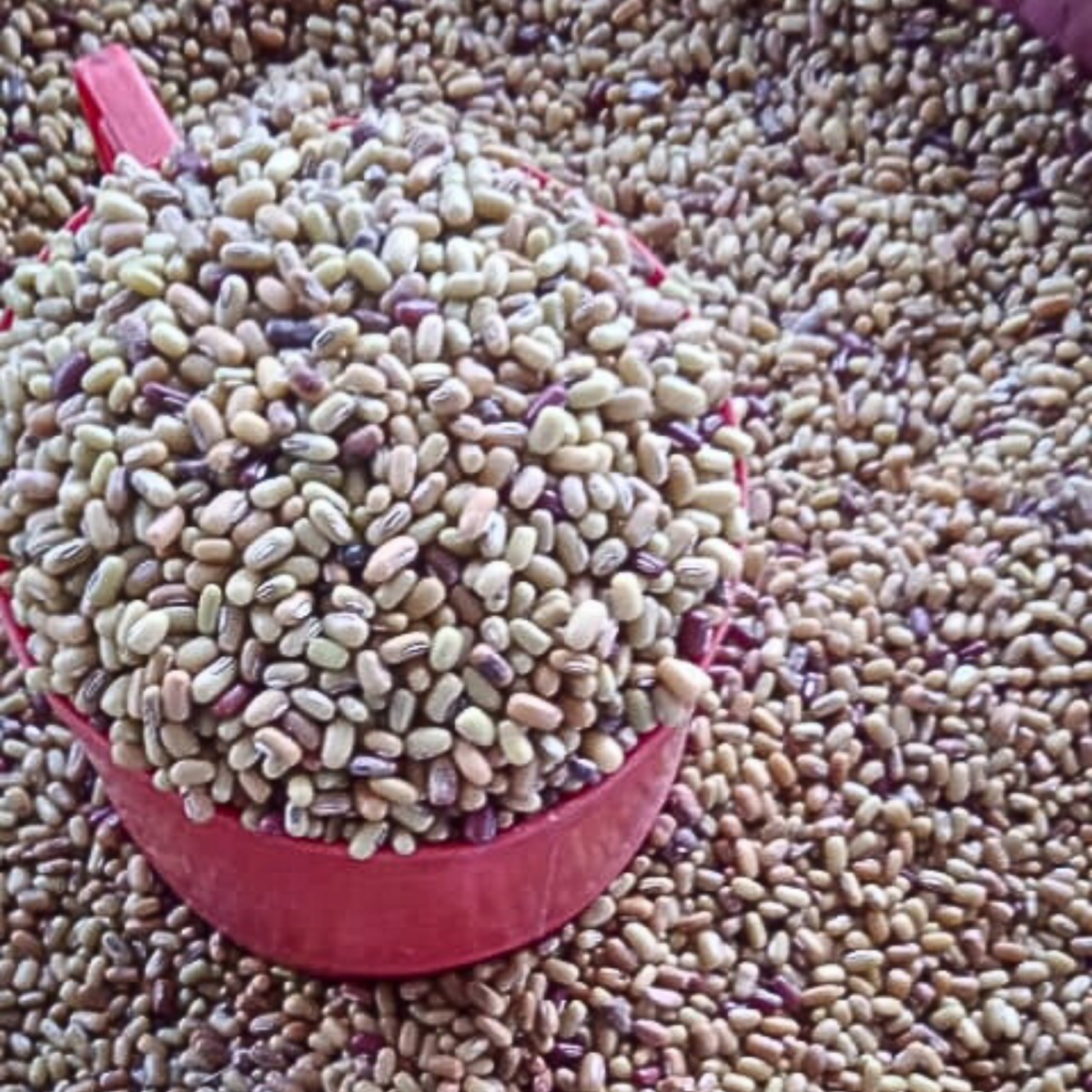 Naga Dal