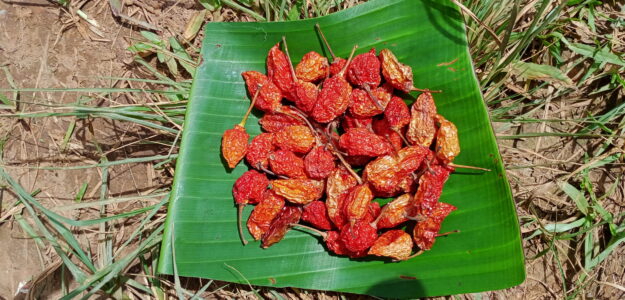 A·BANI Farms