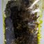 Galda pickle packet